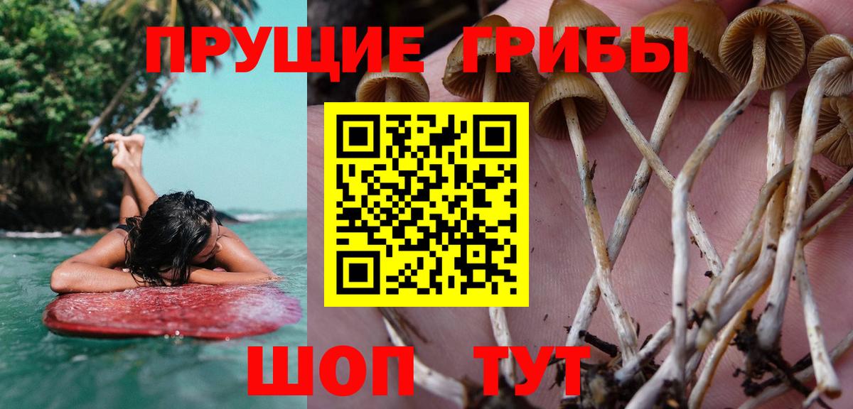 Галлюциногенные грибы Psilocybine cubensis  Вход с VPN  Большой Камень 